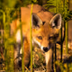 REDS FoxDrop