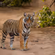 The Types of Tigers in The World