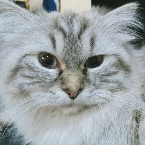 beauty cat collection