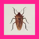 BugBox
