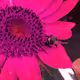 Flowers and Color