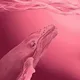Majestic Whales