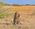 King of Chief's Camp