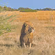 King of Chief's Camp