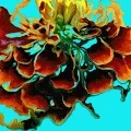 Tell-Tale Marigold Heart