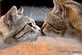 Volunteers_dogcat_batumi - old