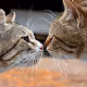 Volunteers_dogcat_batumi - old