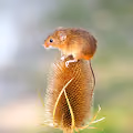 Mammals Photography Janice Gill - old