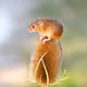 Mammals Photography Janice Gill - old