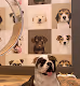 NON FUNGIBLE DOGZ