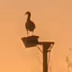 Birds watching the sunrise