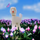 Little alpaca journey.