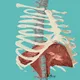 Diaphragm in a beautiful girl