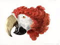 PARROTS by Thanasis Art Creations - old
