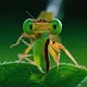 The Unseen Macro World