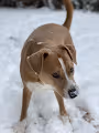 Winter's Dog - old