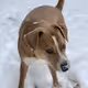 Winter's Dog - old