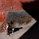 Colors of The Streets