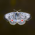 Crypto_Nymphalidae Collection