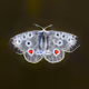 Crypto_Nymphalidae Collection