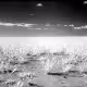 eVe - Film Photography 1  - 1/1 Editions  - SD-MN-IL (2013) photographer eVe Kodak HIE infrared film