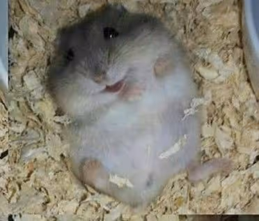 hamtwt
