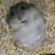 hamtwt