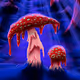  Psycodelic Amanita collection - old