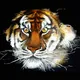 Sun Tiger
