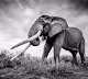 Saving the Wild x Will Fortescue