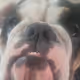 The Moo Moo collection Version 1