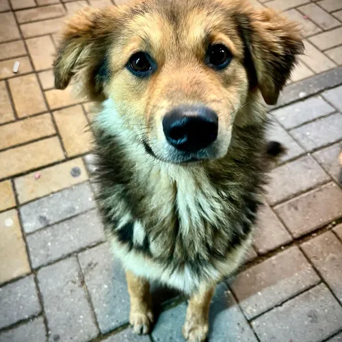 Street paws in focus