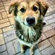 Street paws in focus