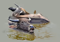 The Water Buffalo Fam