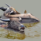 The Water Buffalo Fam