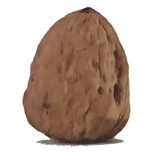 Crypto Daring Nuts