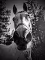Grey Mare