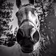 Grey Mare