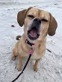 Molly Ploofkins - The Internet Puggle Sensation