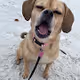 Molly Ploofkins - The Internet Puggle Sensation