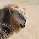 Beasts of Africa
