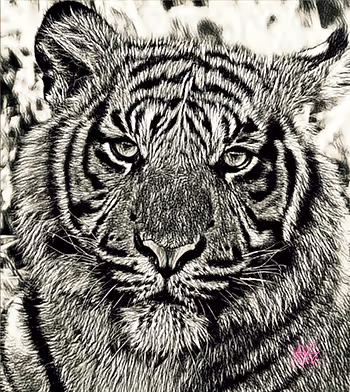 Royal Tigers