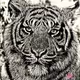 Royal Tigers