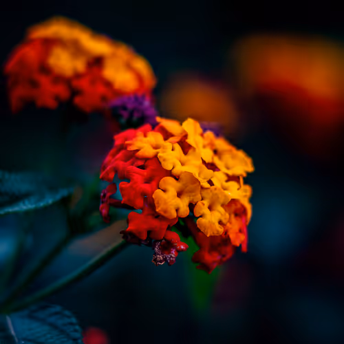 From Wanja's Garden with Love!