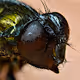 Micro Shots