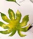 leaves in appearance.