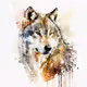 Watercolor Wolf Portait Painting