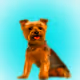 CryptoDoggies