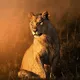 The African Wilderness