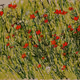 Armenian Poppies